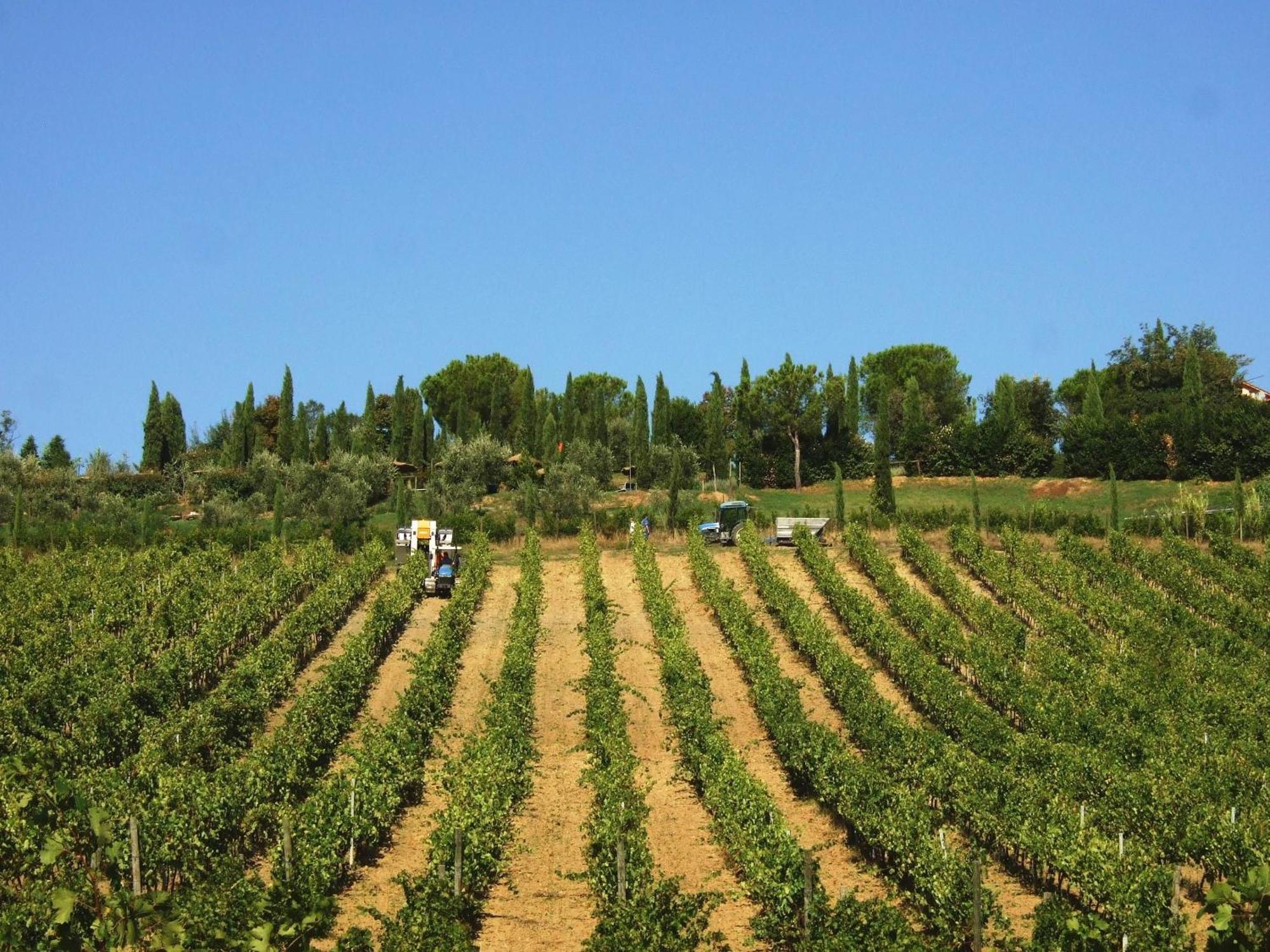Agriturismo Isola Verde Cerreto Guidi Esterno foto